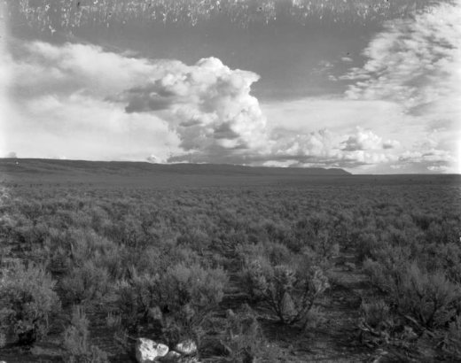 View of wide fields and distant hills in (probably) Colorado or Utah; cholla cactus and scrub cedar are in the foreground. Clouds include thunderheads, cumulus, nimbus, and cirrus formations.