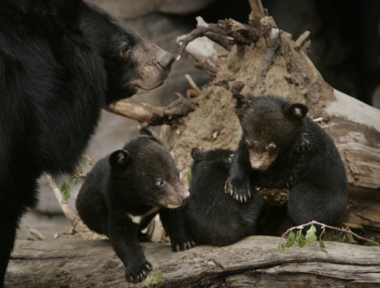 At the Denver Zoo, May 3, 2006 in Denver, Colo. three little bears made their debut...