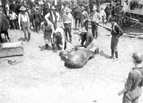 A man holds a horse on its side on the ground while another man works to adjust its hind shoe in a camp for Buffalo Bill's Wild West Show. A crowd of spectators is gathered around the men watching them work. A wood trough is in the left midground.