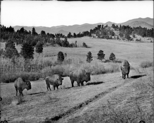 Four buffalo in Genesee Park, Denver Mountain Park, Colorado; open glade area with scattered pines and aspens stands; fence and Rocky Mountains in background.