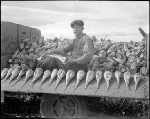 A young man sits in the bed of a truck loaded with sugar beets parked in sugar beet field in Northern Colorado. Shows a line of large beets displayed along the chained sideboard of the truck bed.