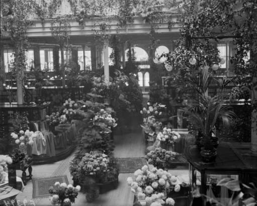 Interior view of the Daniels and Fisher store, in Denver, Colorado; shows chrysanthemums, palms, and a Norfolk Pine.
