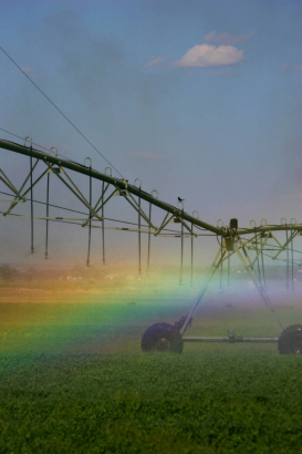 A field of alfalpha is watered in Weld County Wednesday May 17, 2006.  The water being used to raise this crop is from his late season water reserve. "We are all embedded in this land. This is more than our livelihood, it's our life, our history," says...