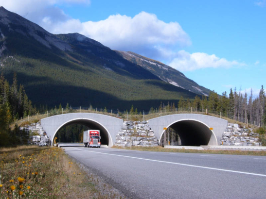(FILE PHOTO) Close up of overpass at Banff National Park in Alberta, Canada shows the fences and greenery that grow above the roadway and on top of overpass.  (SOUTHERN ROCKIES ECOSYSTEM PROJECT/FOR THE NEWS)