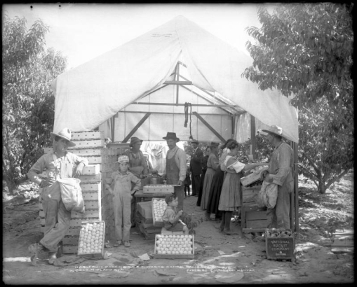 Group of workers packing fruit (peaches) on B.F. West's Ranch, Palisade, Colorado, reached via Colorado Midland Railway; canvas covered shelter for small assembly line of male and female workers; two workers with canvas bags around shoulders for picking fruit; three boys in group; "Mountain Fruit, Palisade, Colorado" label on crates, one box with "National Biscuit Company" label.