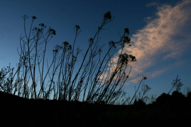 (Easement 2) After sunset, the grasslands of Capps Homestead is silhouetted agains a blue sky, Tuesday evening, January 29, 2008, Huerfano County, Colorado. This is part of the conservation easement  formed by ranchers in this area. (KEN PAPALEO/ROCKY ...
