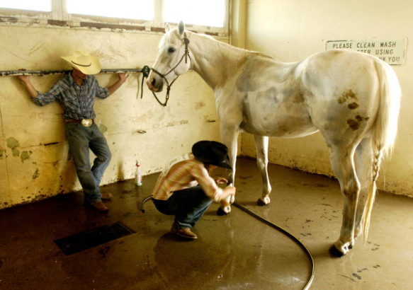 Luke Gardner (cq), senior from Highland School - Ault Colorado, talks to friend Becky White (cq), senior at Moffat High school- Moffat Colorado, left to right, Thursday afternoon June 23, 2005 at Jefferson County Fairgrounds in Golden while White clean...