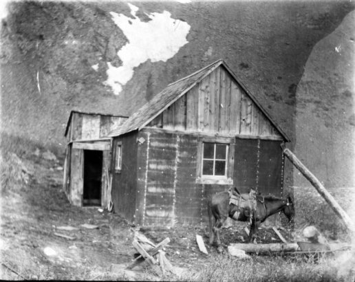 A saddled horse stands in front of a dilapidated plank cabin, Eureka (San Juan County), Colorado. A leaning log supports the cabin, which has tar paper covering the walls, a gable roof, and a shed attachment.