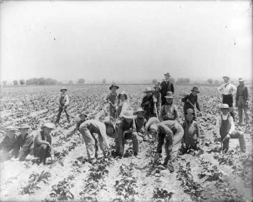 Men and boys harvest sugar beets in a field in Colorado. They wear overalls and wide-brimmed hats.