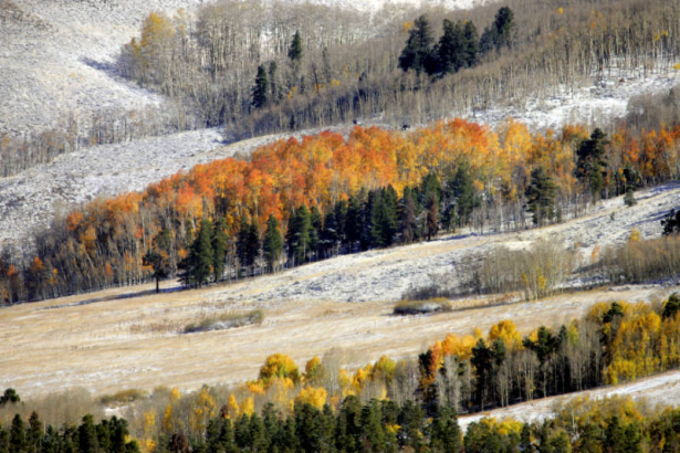 A light dusting of snow covers the ground near Silverthorne as aspen, still in full fall color, stand in stark contrast to the first signs of winter. A cold front moving through the state dropped temperatures 35 or more degrees yesterday causing an abr...