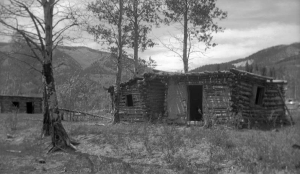 View of a dilapidated log cabin with a flat roof in a small grove of Aspen trees in Jasper, Colorado.