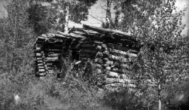View of a dilapidated cabin nearly overgrown by vegetation in Jasper, Colorado.