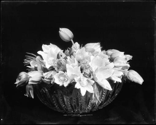 Studio portrait of crystal bowl (cut glass) filled with Anemones; bowl of flowers on black background.