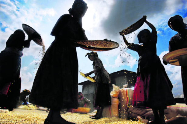 A group of women workers clean corn at Project Mercy in Yetebon, Ethiopia on, Saturday, October 1, 2005. Corn along with false banana is one of the staple crops of Ethiopian farmers. In rural areas, much of the work, whether it is making butter or brea...