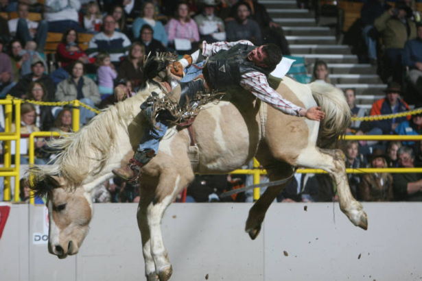 DM0211   Squeak Schmidt of Johnstown, Neb. competes in the saddle bronc during the National Western Stock Show & Rodeo at the Denver Coliseum in Denver, Colo. Thursday, Jan. 17, 2008.(DARIN MCGREGOR/ ROCKY MOUNTAIN NEWS) **all names from roster