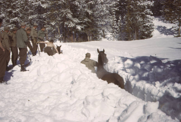 Two mules walk through snow trenches higher than their backs, guided by two Tenth Mountain Division soldiers. Eight men look on; two are bare-chested. Snow covered pine trees are in the background. Taken at Camp Hale, Colorado.