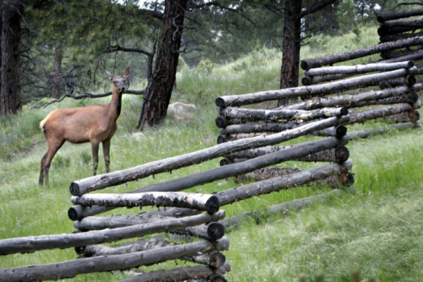 A cow elk grazes on a bumper crop of native grass along a fence line off of CR 56 in Evergreen Wednesday evening  June 22, 2005. The vegetation along the front range is lush after persistent rainfall this season.  (DENNIS SCHROEDER / ROCKY MOUNTAIN NEW...