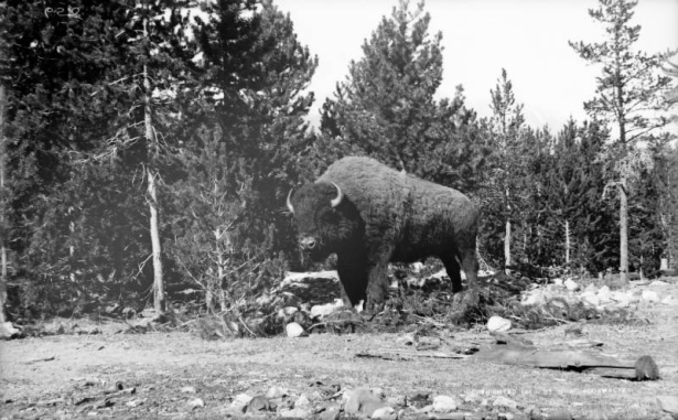 A buffalo stands in a clearing. Pine trees are in the background.