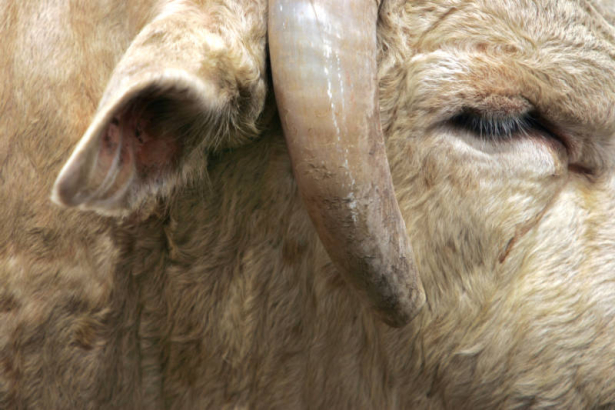 A bull waits in the pens to be chosen or not chosen for the bull riding event Sunday July 24th during the Cheyenne Frontier Days rodeo.  Established in 1897, Cheyenne Frontier Days is the World's Largest Rodeo & Western Celebration. (JUDY WALGREN/THE R...