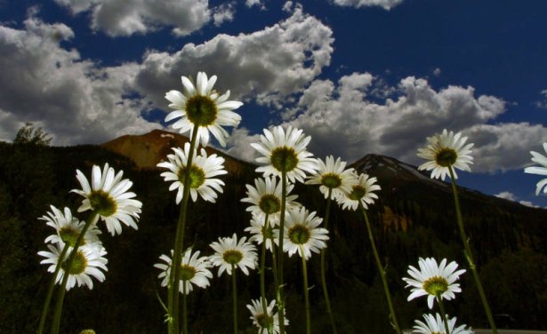 this is for page 22 A field of daises grows along highway 550 north of Silverton Colorado last week. This is a good wild flower viewing season due to the heavy mountain snow melt run off. I underexposed the over all shot by one stop, laid m...