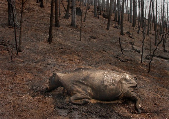 A dead cow lies in the burned-out forest left by the Hayman Fire.
