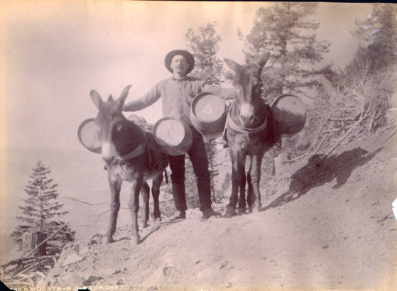 A man poses with burros that carry wooden casks in the mountains of Colorado.