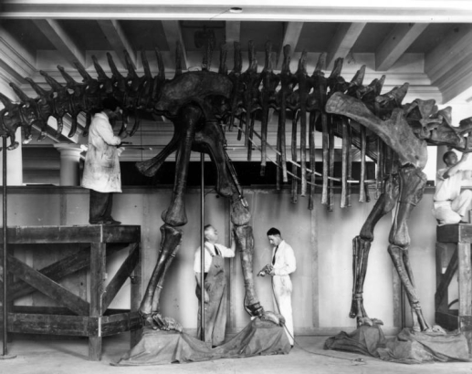 Men work to assemble the fossil bones of a Diplodocus gastralia for a paleontology exhibit at the Denver Museum of Natural History in Denver, Colorado. The men include Phillip H. Reinheimer, chief preparer, in the coveralls and R.L. Landberg, crouched on a scaffold beneath the skeleton.