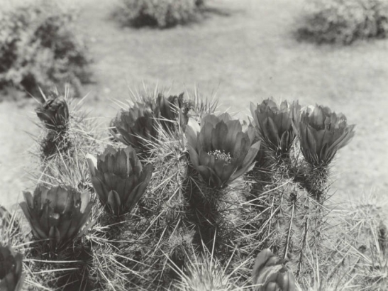 Close-up view of a cholla cactus (Opuntia) in bloom in Arizona. Shows spines and flowers with layered petals.