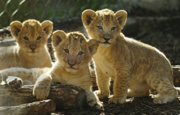 (DENVER Colo., October 22, 2004) Denver Zoo's three new lion cubs are now out for public viewing in the maternity den "Pahalli Ya Mwana (cq) in the Predator Ridge exhibit, October 21, 2004. (Photo by KEN PAPALEO/ROCKY MOUNTAIN NEWS)