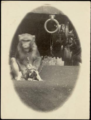 A monkey and puppy, with the Sells Floto Circus and Buffalo Bill's Wild West Show, sit on the ground next to each other. The monkey rests its hand on the head of the puppy.  The monkey wears a chain around its neck connected to a ring on the bottom of a circus trailer.