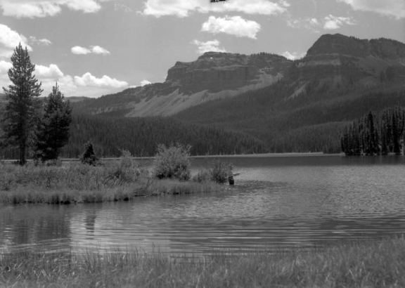 An unidentified man stands in water up to his thighs fishing in Trappers Lake in the Flat Tops Wilderness in Garfield County, Colorado. He is partially blocked by a shrub and marshy grass. A large rock cliff tops the ridge of mountains in the distance on the far shore of the lake. Tall pine trees also stand on the shore of the lake in the background. Blades of marshy grass protrude into the foreground.