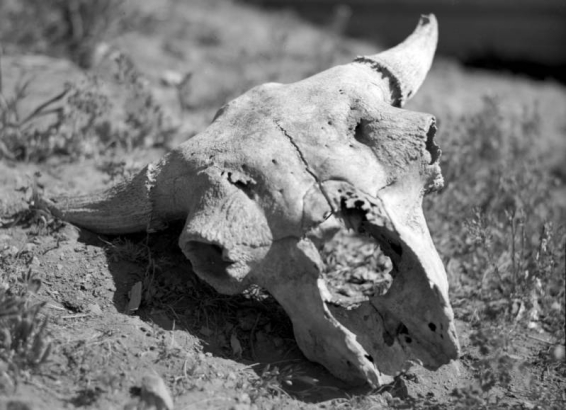The remains of a buffalo skull lie on the ground in the Flat Tops  Wilderness north of Glenwood Springs on the border of Garfield and Rio Blanco counties in Colorado.