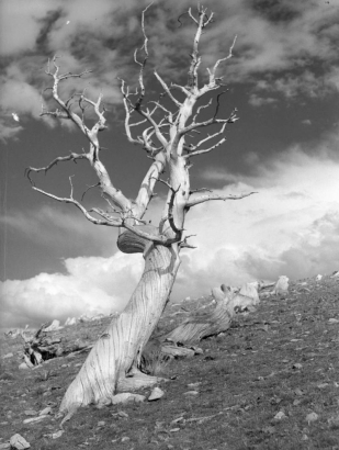 A pine tree with bare branches, possibly a Limber Pine, stands in  the foreground near the summit of Pile Hill west of Apex in Gilpin County,  Colorado. Additional tree stumps are on the hill behind the tree. Photographer titled the image "Stout Fellah."