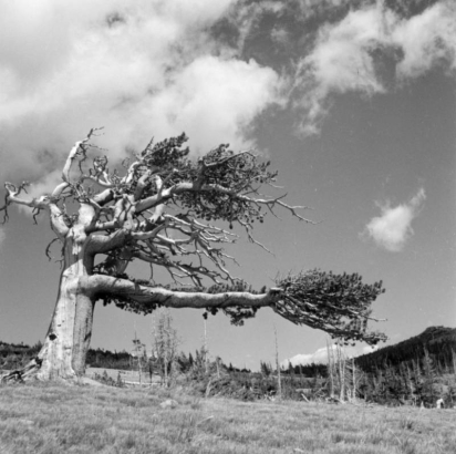 A large pine tree, possibly a Bristlecone Pine, stands in the foreground with its branches growing toward one side near Rollins Pass in Gilpin County, Colorado. Additional pine trees stand in the background along the hill. Photographer titled the image "Spirit o' the Storm."