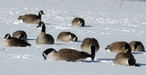 Canadian Geese in Del Mar Park in Aurora during the cold snap on Wednesday December 7,2005. The Geese foraged for grass which lay under the new snow. (GEORGE KOCHANIEC, JR/ROCKY MOUNTAIN NEWS) **