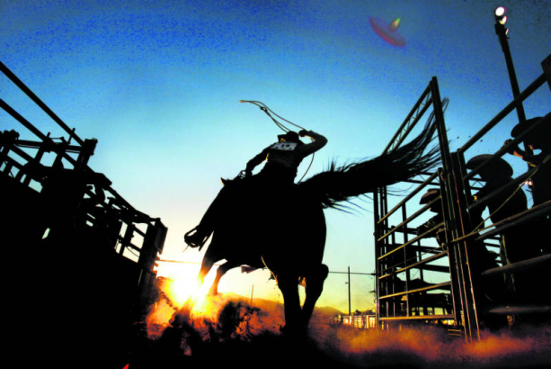 A bunch of cowboys watch as Cody Miles, left, of Parachute, busts out of the start gate in the calf roping competition during the night performance of the Colorado State Rodeo Finals at the Jefferson County Fairgrounds in Golden, Colo., on Friday, June...