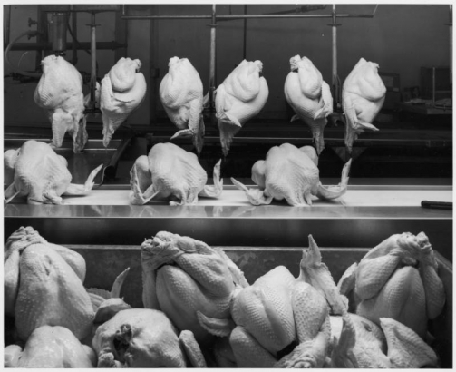 View of an assembly line with dressed turkeys in Colorado. Shows the carcasses on a conveyor belt and hanging from hooks.