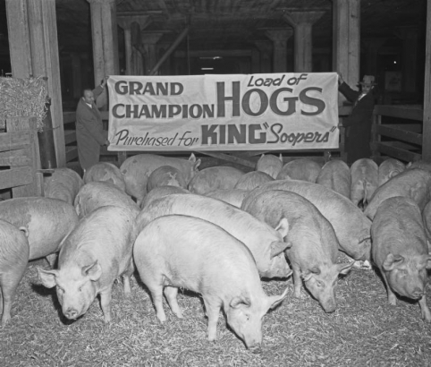 Pigs stand in a pen at the National Western Stock Show at the Denver Stock Yards in Denver, Colorado. A sign reads: "Grand Champion Load of Hogs Purchased for King Soopers."
