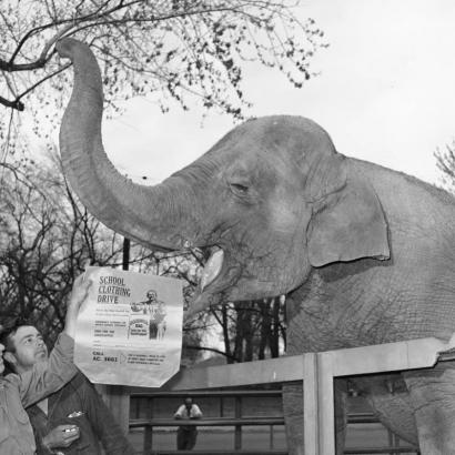 View of Cookie the elephant at the Denver Zoo in Denver, Colorado; a man holds a bag printed with: "School Clothing Bag," and "Goodwill Bag - Jobs for the Handicapped."
