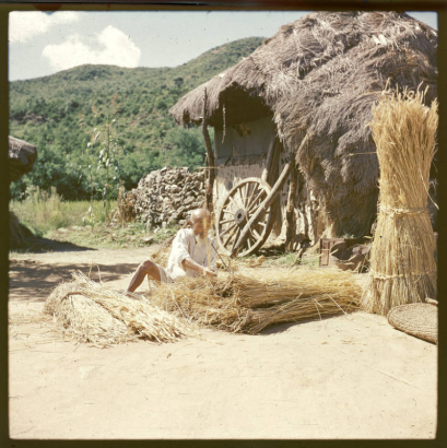 An elderly man sits on the ground and binds bamboo thatch together for a roof in South Korea. The man wears linen knee length pants (paji) and a loose shirt with 3/4 length sleeves. He is balding and has a beard and long mustache. He smokes a long, bamboo and metal traditional Korean pipe.