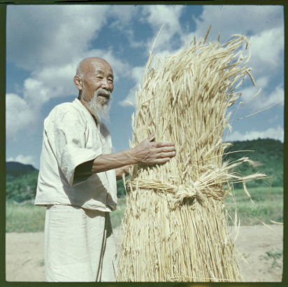 An elderly man stand and holds a bundle of bamboo thatch, used for thatch roofs, in South Korea. The man wears linen knee length pants (paji) and a loose shirt with 3/4 length sleeves. He is balding and has a beard and long mustache.