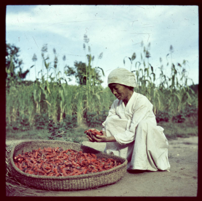 An elderly woman squats near a corn field with a large, flat basket of chili peppers in South Korea. She wears a linen cloth on her head and a loose fitting linen dress ((hanbock)