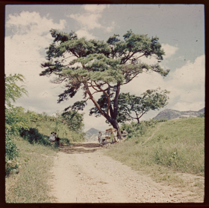 View of a rural dirt road in South Korea. Groups of people sit and stand near a large pine tree. A vendor's stand is under the tree. Mountains are in the distance.
