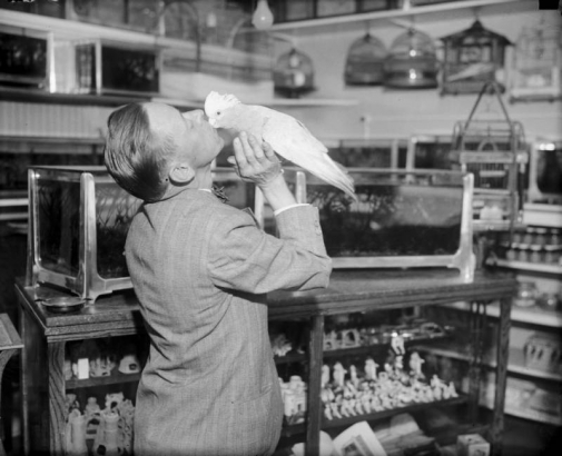 A man kisses a cockatoo in a pet store probably in Denver, Colorado. Bird cages and other supplies are in the shop.
