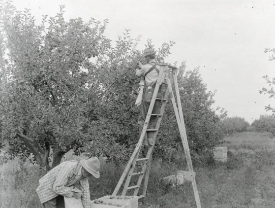Men use a ladder to pick apples in a (probably) Western Colorado orchard.