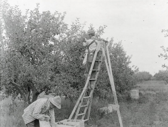 Men use a ladder to pick apples in a (probably) Western Colorado orchard.