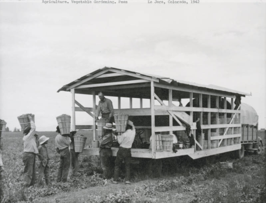 Men carry baskets of peas to a truck drawn wagon with a metal corrugated roof in La Jara (Conejos County), Colorado.