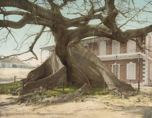 View of a leafless Silk cotton tree (Ceiba pentandra), with a buttressed trunk, near a two story building in Nassau, Bahamas. The building has porches and shuttered windows. A fence surrounds the tree. A house is in the distance.