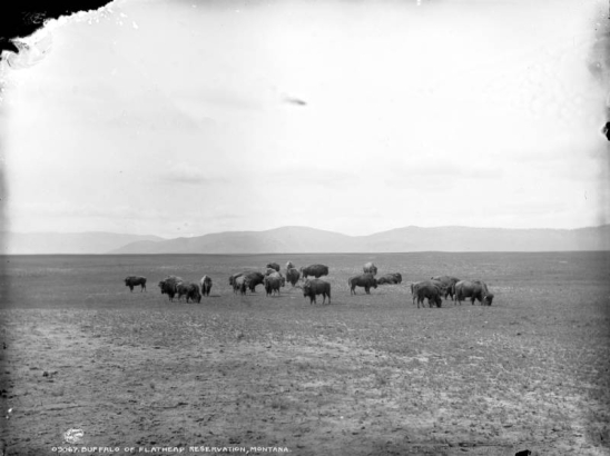 A herd of buffalo graze on the plains of Flathead Indian Reservation in Montana.
