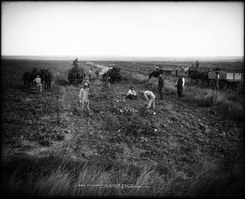 Farm workers, horse-drawn wagons, and mule-drawn equipment harvest beets somewhere in Colorado, probably Front Range or Eastern Colorado; shows large sugar beet field, several mule-drawn &amp; horse-drawn wagons loaded or ready to be loaded with sugar beets, stacks of sugar beets  in field, and team of three mules pulling a harvester. A man in suit, vest, and hat, is probably farm owner or overseer.